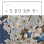 경기도 수원 벚꽃 명소 경희대 / 동탄 용인 벚꽃 명소 코리아cc