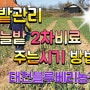 마늘밭 관리 2차 웃거름 주는 시기 방법 꿀팁 태천블루베리농장