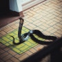 도심 휘젓고 다닌 맹독 코브라, 네덜란드서 한달만에 잡혀