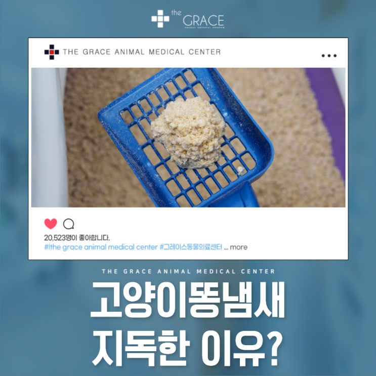 고양이똥냄새 지독한 이유? : 네이버 블로그