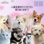 사지마세요, 입양하세요🐶🐱 '국제 강아지의 날' 기념 <서울동물복지지원센터 동대문>을 소개합니다