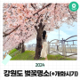 [강원도 가볼만한곳] 2024 강원도 벚꽃명소(+개화시기)