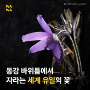 강원도 동강 바위틈에서 자생하는 세계 유일의 꽃 '동강할미꽃'