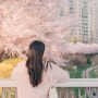 경기도 수원 벚꽃 명소 서호공원 가는길! 개화시기는?