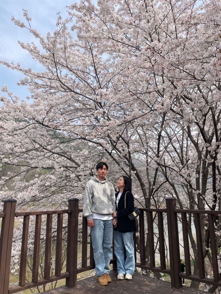 구례 300리 벚꽃축제 정보 주차 실시간 개화상황(240321)