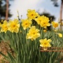 4월 꽃구경 가볼만한곳 충남 여행지 서산 유기방가옥 수선화 봄꽃축제