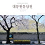 경주 대릉원돌담길따라 눈부시게 봄봄한 벚꽃길