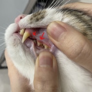송파마리동물병원 솔직후기 : 고양이 턱드름 치석 치은염 검진