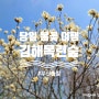 [경남/김해] 부산출발 당일 봄꽃 여행 목련숲 주차