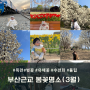 3월 부산근교 봄꽃명소 방문후기 모음zip(아이동반, 유모차이용, 주차정보, 개화정도)