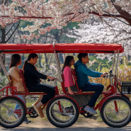 봄날의 페달로 물들다: 5가지 봄꽃 명소 이색 자전거 투어