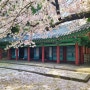 제주 벚꽃 명소 삼성혈 신산공원 벚꽃놀이 제주 벚꽃 개화시기