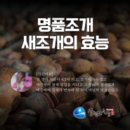 봄을 부르는 맛! 명풍조개 새조개의 효능