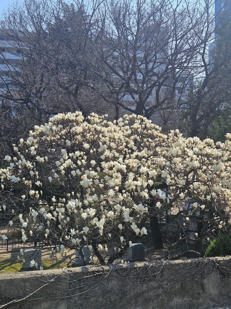 대구 청라언덕 목련핫플 실시간 개화상황