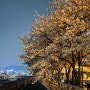 부산의 숨은 벚꽃 명소 하단 가락타운, 장림포구 부네치아