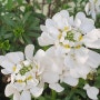 하얀 눈을 떠올리게 하는 꽃, 이베리스(눈꽃) 키우기