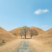 경주 대릉원 목련 포토존 산수유 개화 상황