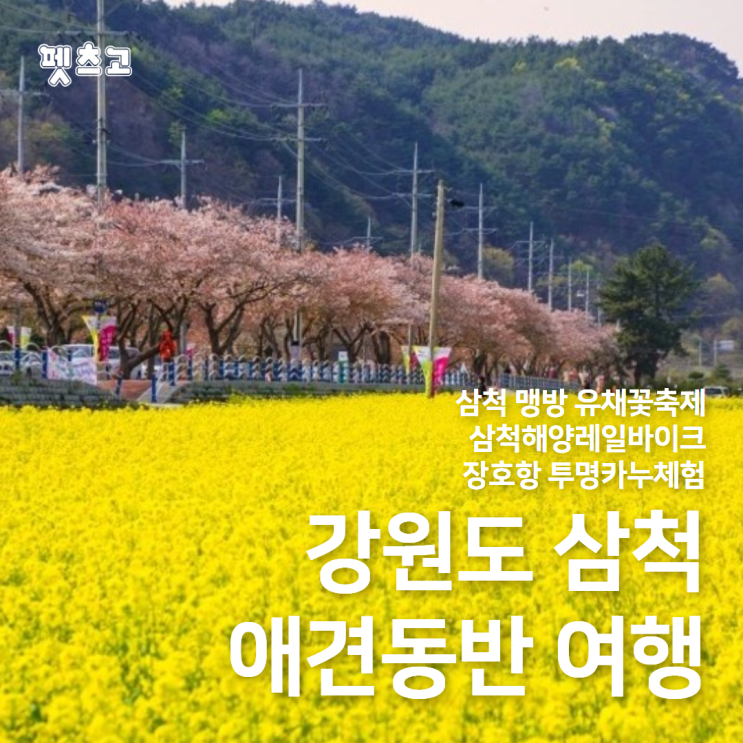 여행] 삼척 맹방 유채꽃축제/삼척해양레일바이크/장호항...