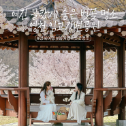 여긴 몰랐지? 숨겨진 경북 벚꽃 피크닉 명소 영천 임고강변공원
