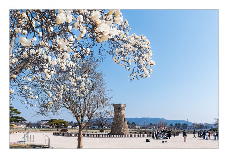 만개한 첨성대 목련과 경주 벚꽃 개화시기