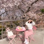 대구벚꽃 | 벚꽃축제 1티어 이월드 블라썸 피크닉 200% 즐기기