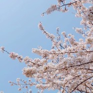 2024년 제주도 벚꽃 개화시기 만개시기 제주 벚꽃명소 8곳 벚꽃축제