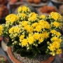 노란색 꽃이 예쁜 칼랑코에 키우기