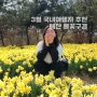 3월 4월 국내여행지 추천 예산 수선화 벚꽃