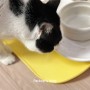 고양이식기매트 '바이푸르 더 핏 실리콘 식기 매트'