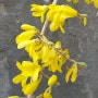 봄꽃 개나리
