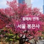 봄꽃 구경 서울 매화 명소 봉은사에 홍매화가 활짝 폈어요. 강남 핫플