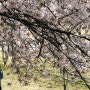 2024 서울 벚꽃 개화시기, 여의도 윤중로 벚꽃 사진 명소로 최고인 이유!