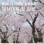 2024 작천정 벚꽃 축제 기본 정보 및 다녀온 후기