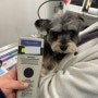 오스트리아 공항으로 가는 슈나우져 베르 : 강아지 고양이 오스트리아 이민 출국 입국 동물검역 절차 비용