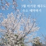 [2024제주도]8개월 아기랑 제주도 여행 숙소 예약하기(feat.3월 벚꽃여행)