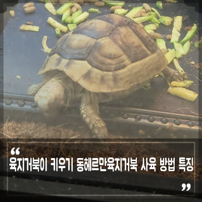 동헤르만육지거북 특징, 육지 거북이 종류 키우기 사육 방법 용품 : 네이버 블로그