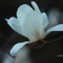 백목련 (4월의 꽃)