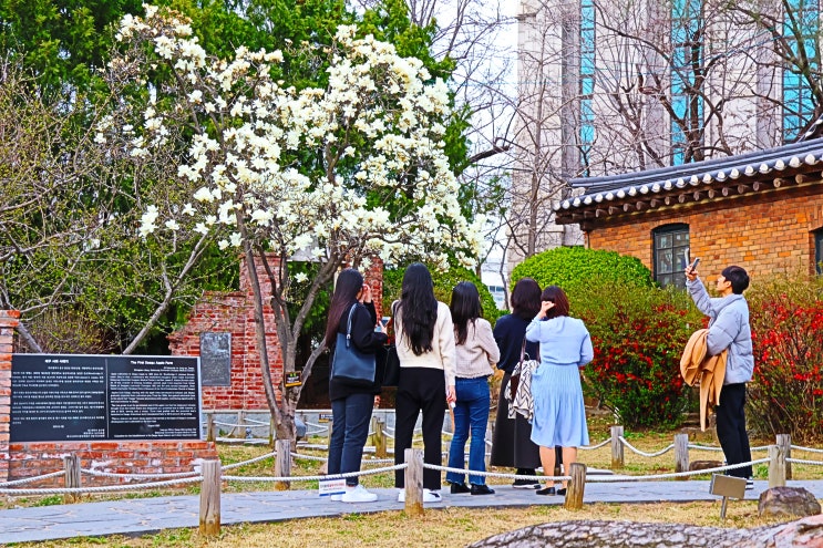 대구 목련 명소 청라언덕 선교사 주택 제일 교회 3.1만세 운동...