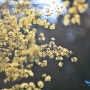 2024.03.21 [蒼霞哀歌] 경주 벚꽃 답사기 - 목련의 봄
