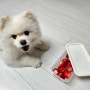 강아지 딸기 먹어도 되는 음식 급여량 확인 및 주의점