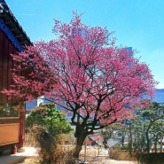 3월 서울 봄 꽃구경 가볼만한 곳 봉은사 홍매화가 활짝 피었어요