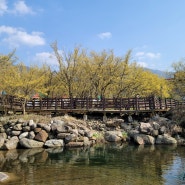 [전남/구례] 구례산수유마을 : 구례가볼만한곳 3월 봄꽃 구경