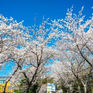 사계절 아름다운 ‘꽃섬’ 거제…3월말~4월초 절정
