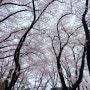대전 벚꽃명소 테미공원 테미고개 벚꽃 개화시기 만개시기