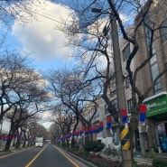 제주도 벚꽃 개화시기 전농로 벚꽃축제 명소 실시간