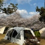 벚 꽃 _ 캠핑