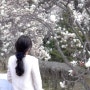 창원 충혼탑 목련 3월 실시간 개화 상태 꽃구경 리뷰