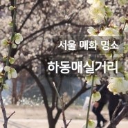 서울 봄꽃 구경 '청계천 하동 매실거리 다녀왔어요' 용답역 매화 명소 개화현황 가는방법 주차정보