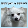 [냠냠] 스피츠 강아지 영양제 후기 강아지 눈물자국 치료