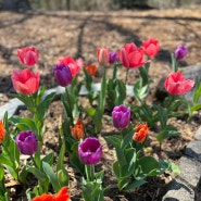 미국집 정원가꾸기: 튤립 + 꽃들에게서 배우는 삶